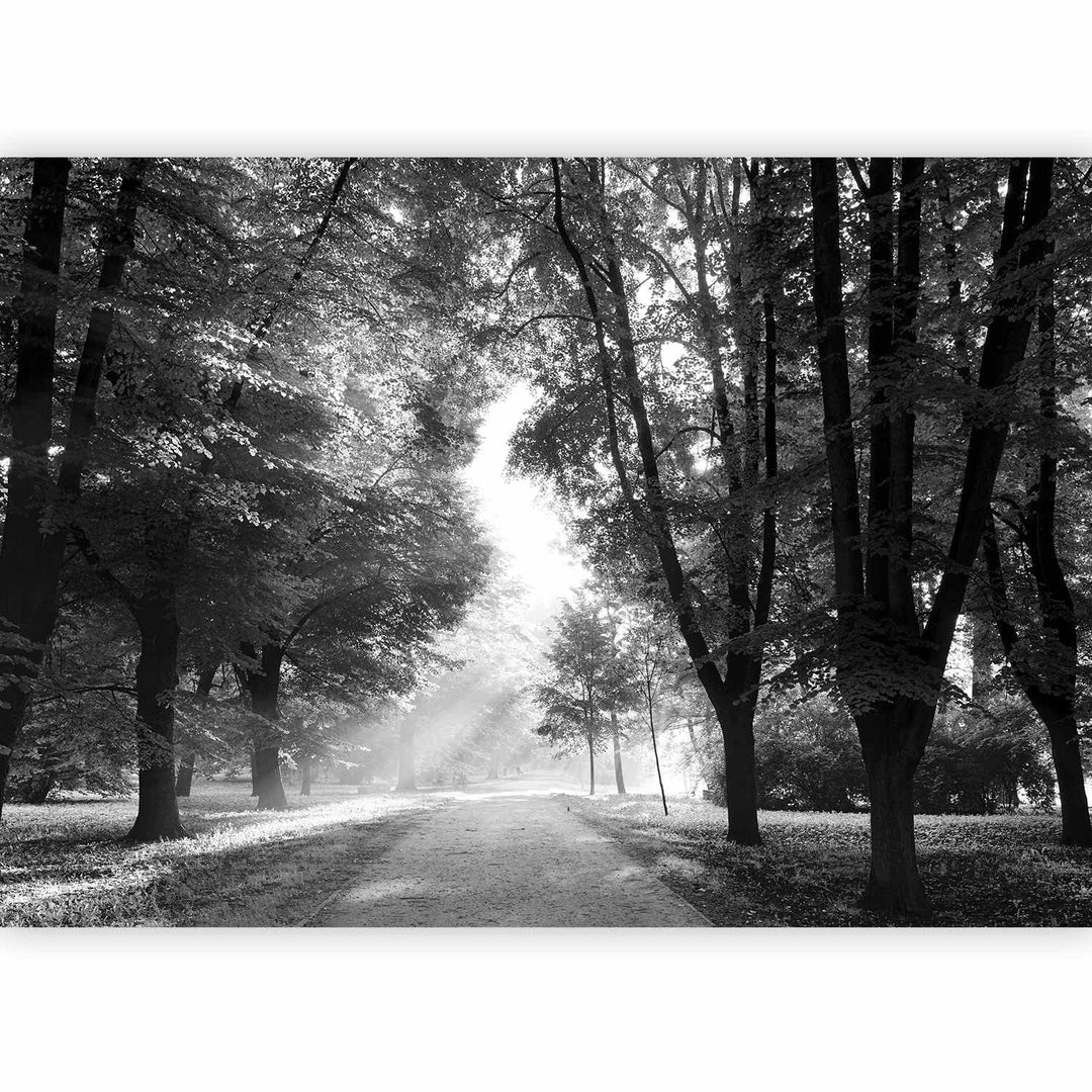 Fototapetes - melnbalts ainavu parks ar plašu aleju un veciem kokiem G-ART