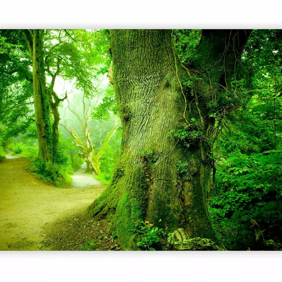 Fototapetes - Ainava ar ceļu, ko ieskauj koki ar zaļām lapām G-ART