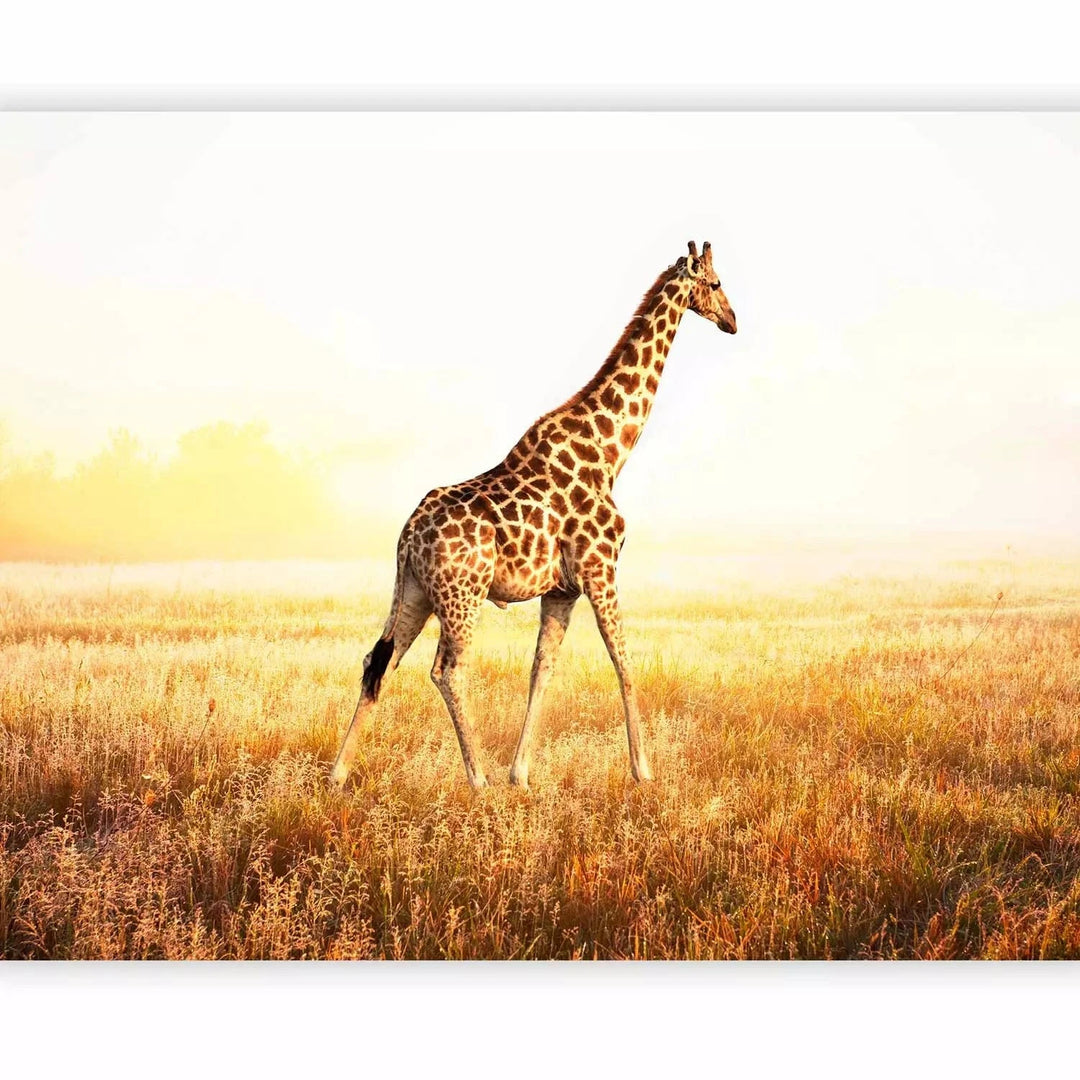 Fototapetes - Pastaiga ar žirafi pa savannu pļavā rītausmā G-ART