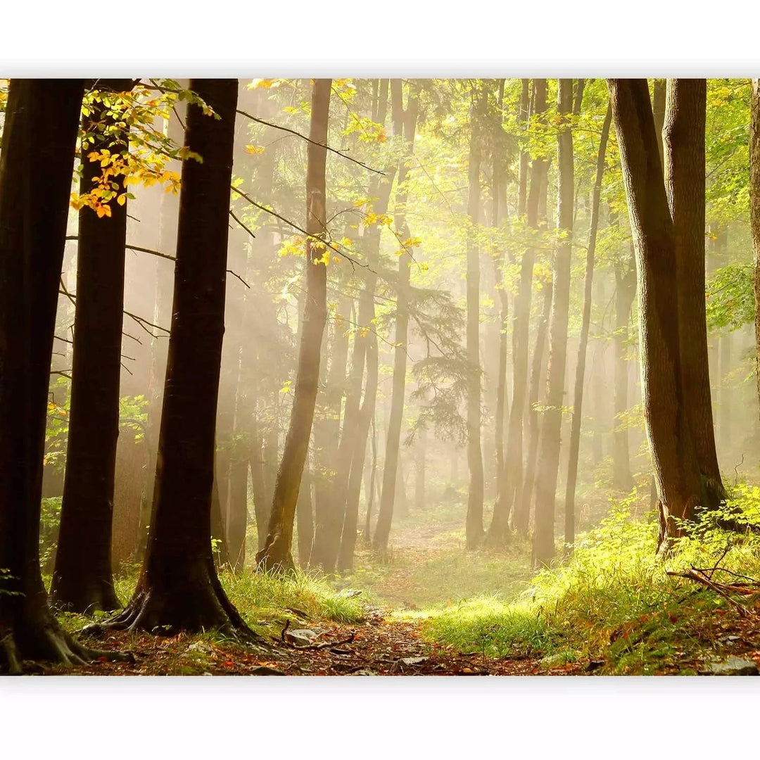 Fototapetes ar meža taku gaišos toņos G-ART