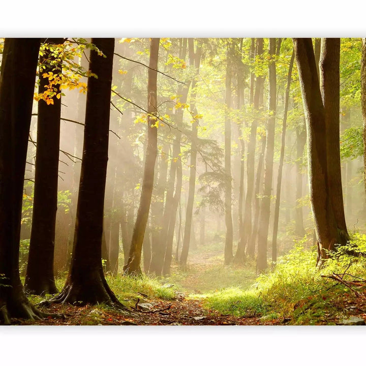Fototapetes ar meža taku gaišos toņos G-ART