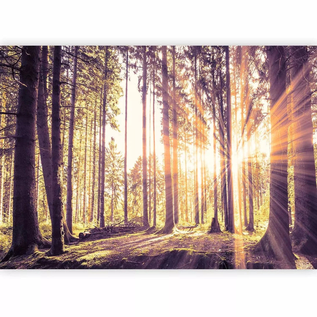 Fototapetes ar saulainu mežu - Pēcpusdiena mežā - cena G-ART