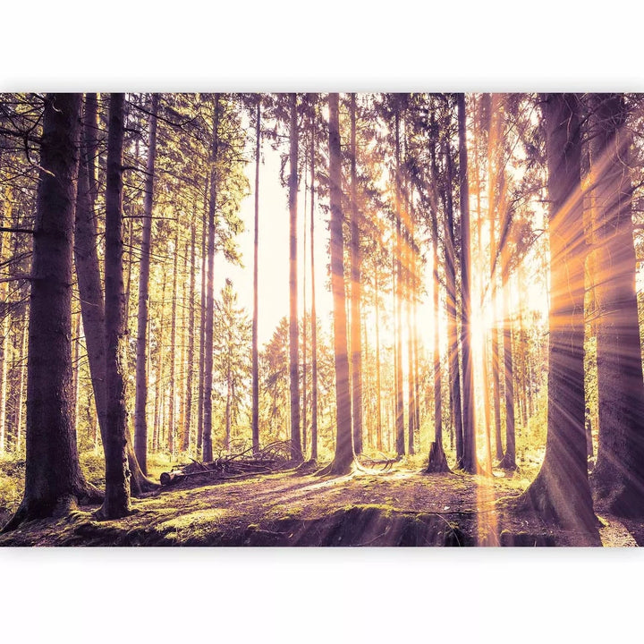 Fototapetes ar saulainu mežu - Pēcpusdiena mežā - cena G-ART