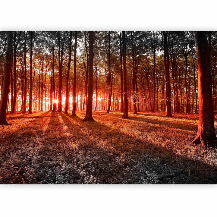Fototapetes ar mežu - Rudens rīts mežā - ainava ar kokiem un sauli G-ART