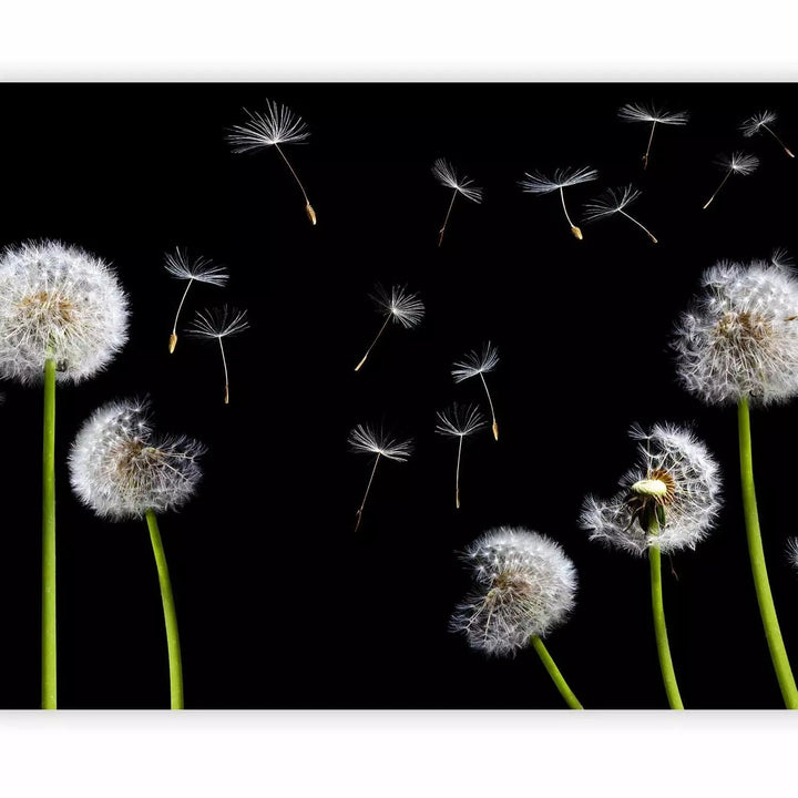 Fototapetes ar pienenēm - Baltas pienenes uz melna fona - nopirkt G-ART