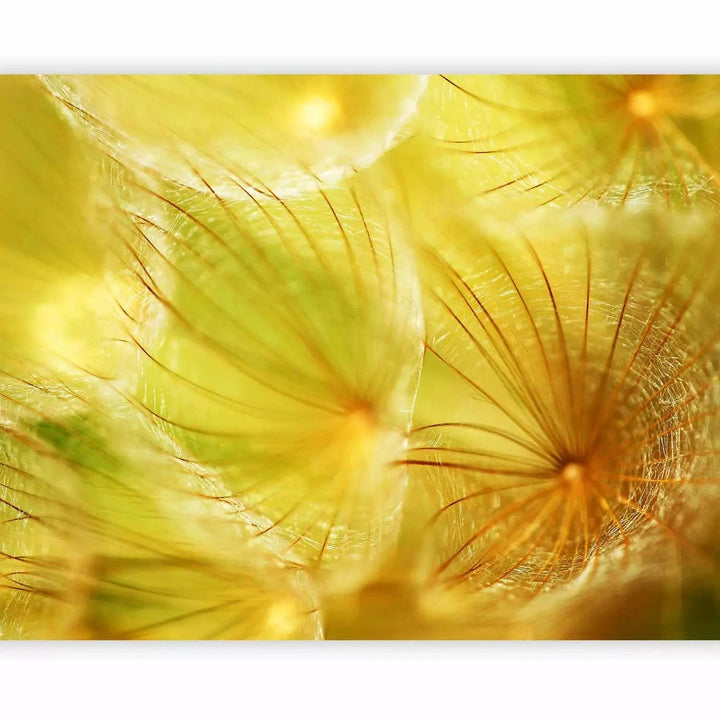 Fototapetes ar pienenēm - Maigas pienenes, dzeltenā krāsā G-ART