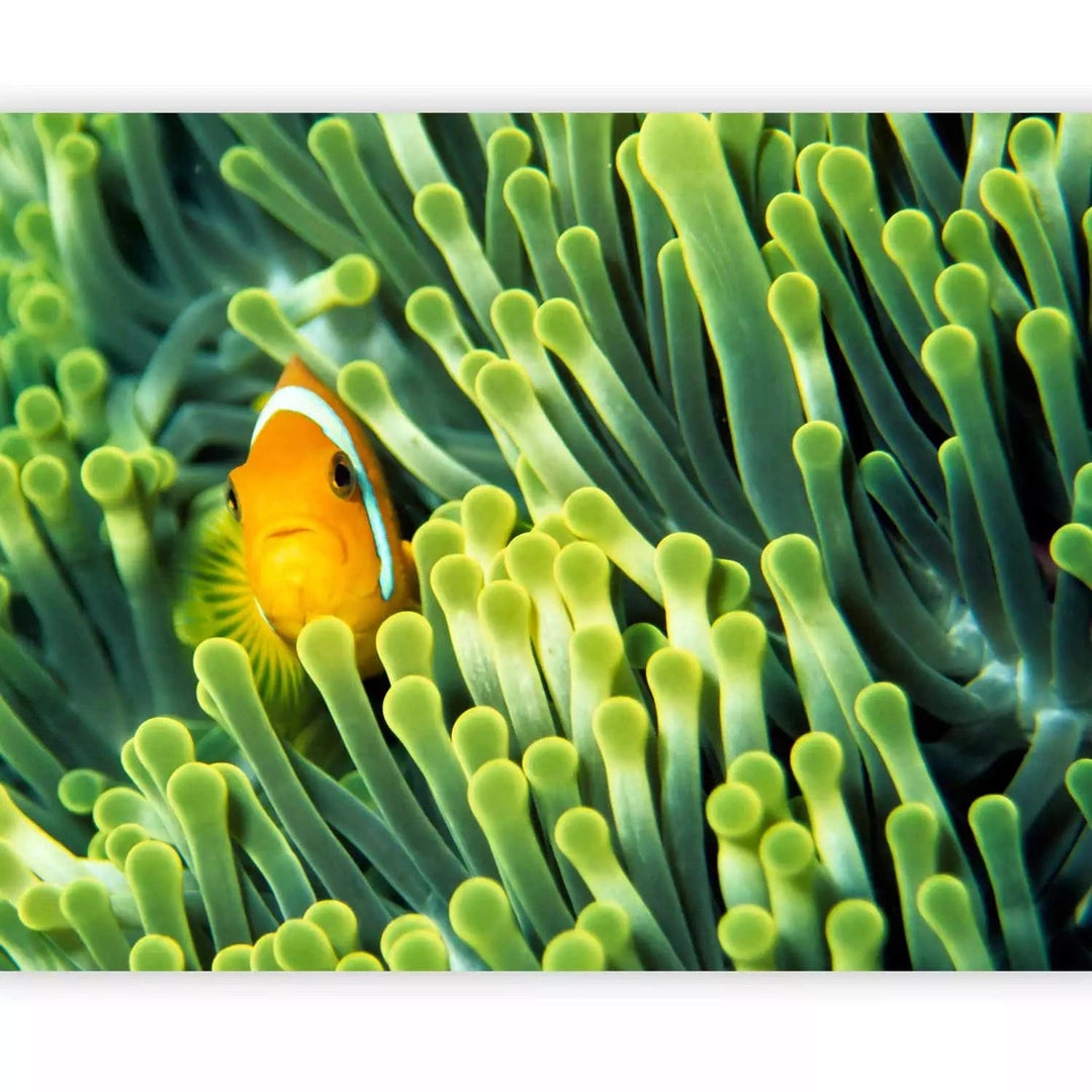 Fototapetes - Jūras daba - Klaunzivs starp zaļo koraļļu rifu, 61266 G-ART