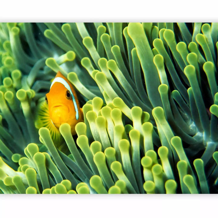 Fototapetes - Jūras daba - Klaunzivs starp zaļo koraļļu rifu, 61266 G-ART