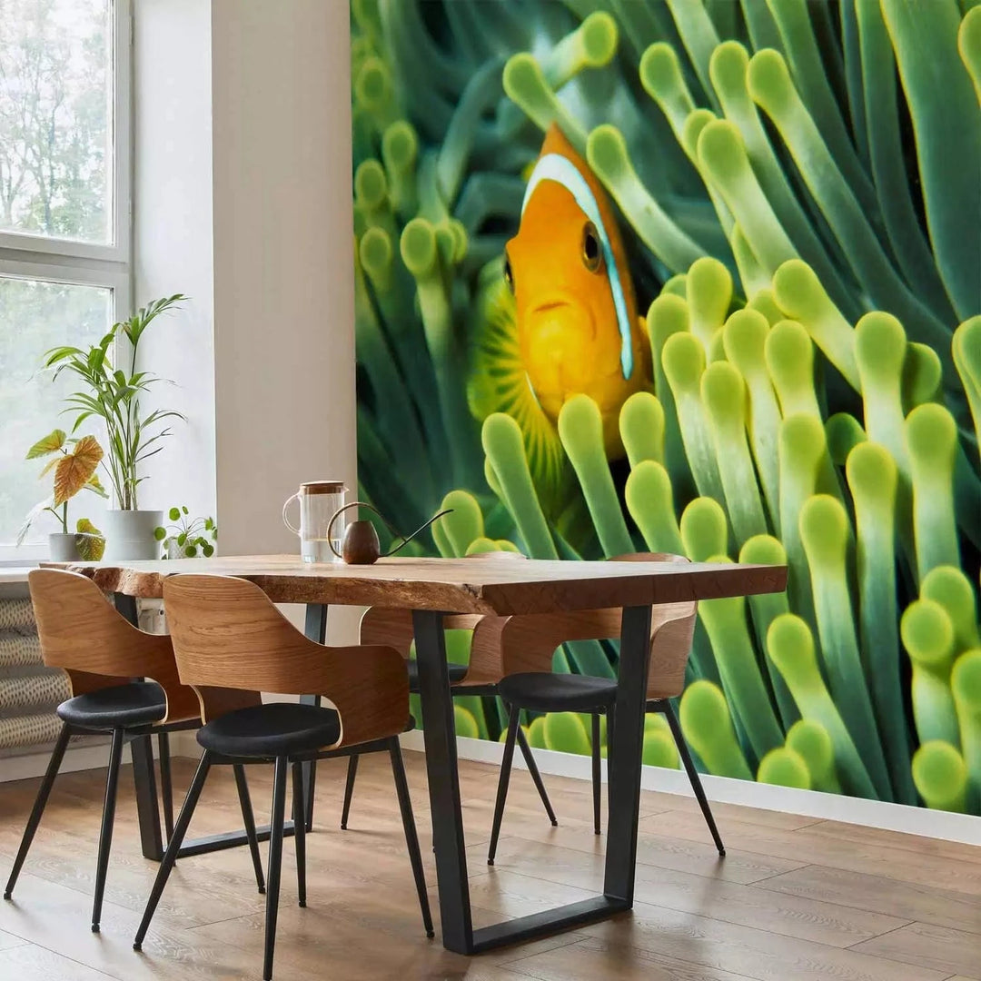 Fototapetes - Jūras daba - Klaunzivs starp zaļo koraļļu rifu, 61266 G-ART