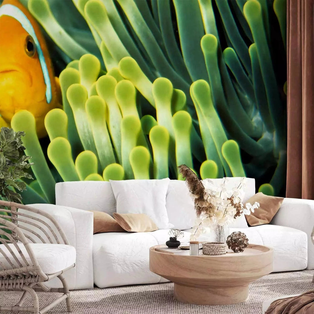 Fototapetes - Jūras daba - Klaunzivs starp zaļo koraļļu rifu, 61266 G-ART