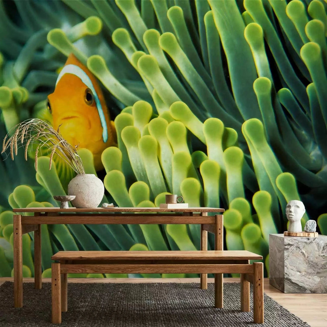 Fototapetes - Jūras daba - Klaunzivs starp zaļo koraļļu rifu, 61266 G-ART