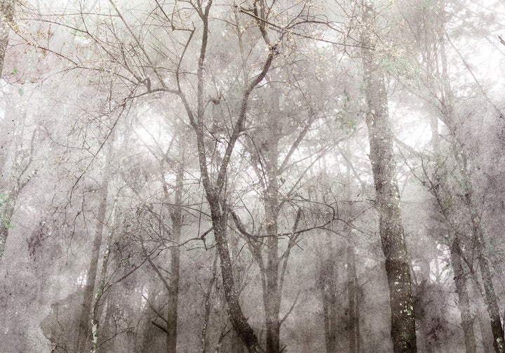 Fototapetes - Koku kronas - pelēka meža ainava ar kokiem vintage stilā G-ART