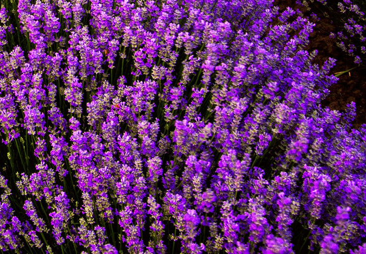 Fototapetes - Lavandas saulriets violētā krāsā, 136307 G-ART