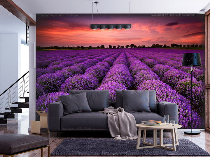Fototapetes - Lavandas saulriets violētā krāsā, 136307 G-ART