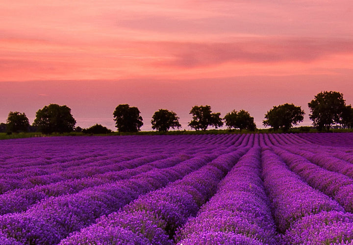 Fototapetes - Lavandas saulriets violētā krāsā, 136307 G-ART