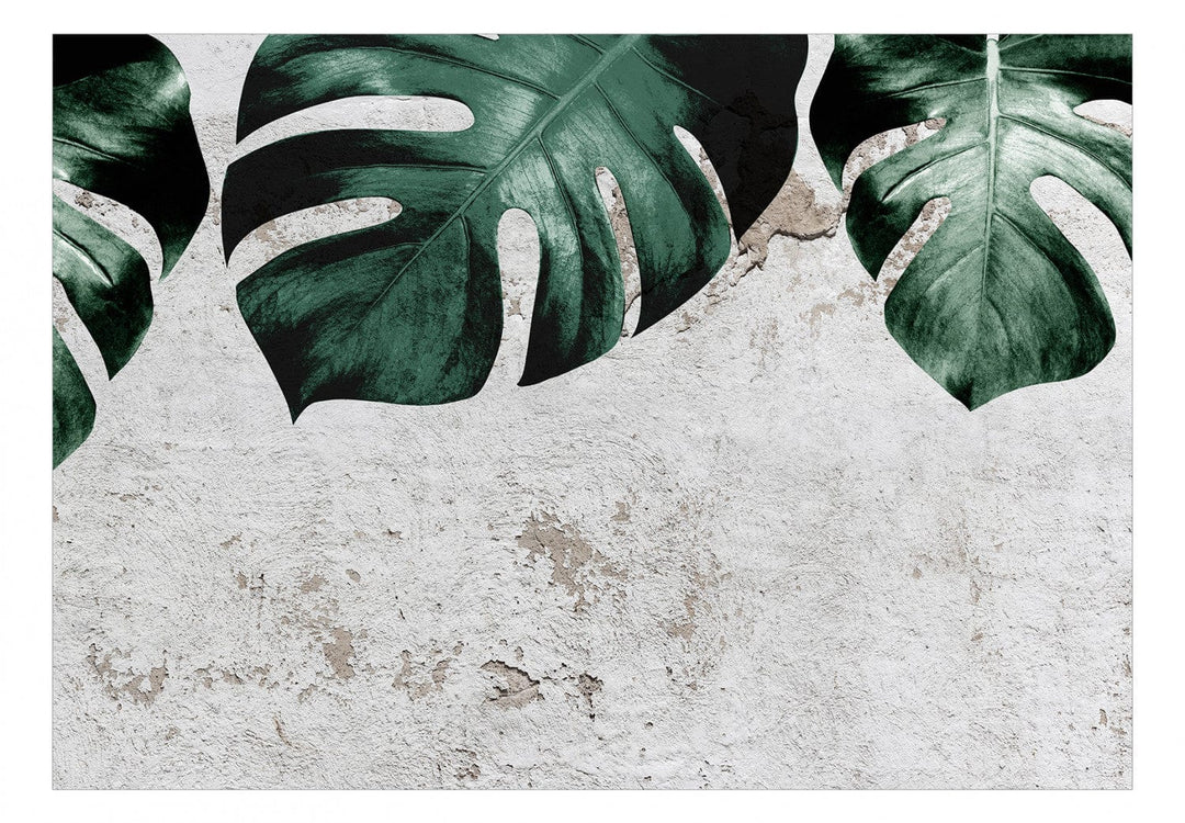 Fototapetes - Monstera zaļās lapas un betona siena - 138817 G-ART