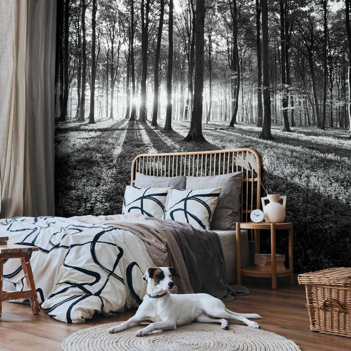 Fototapetes ar dabu - melnbalts saulains mežs, 91230  G-ART