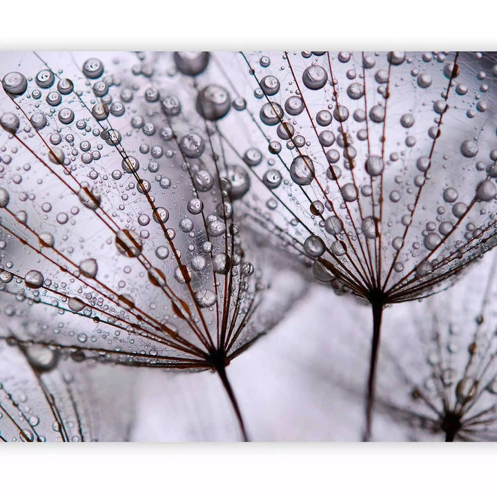 Fototapetes - Pienene un rīta rasa - tuvplāns ar ūdens pilieniem G-ART