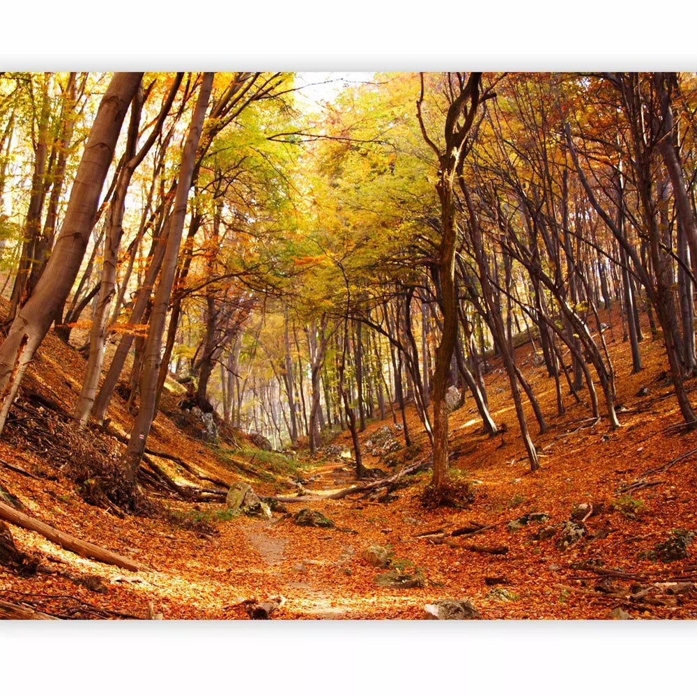 Fototapetes - MeĆŸs rudens krÄsÄs - rudend ainava ar nokrituĆĄÄm lapÄm G-ART