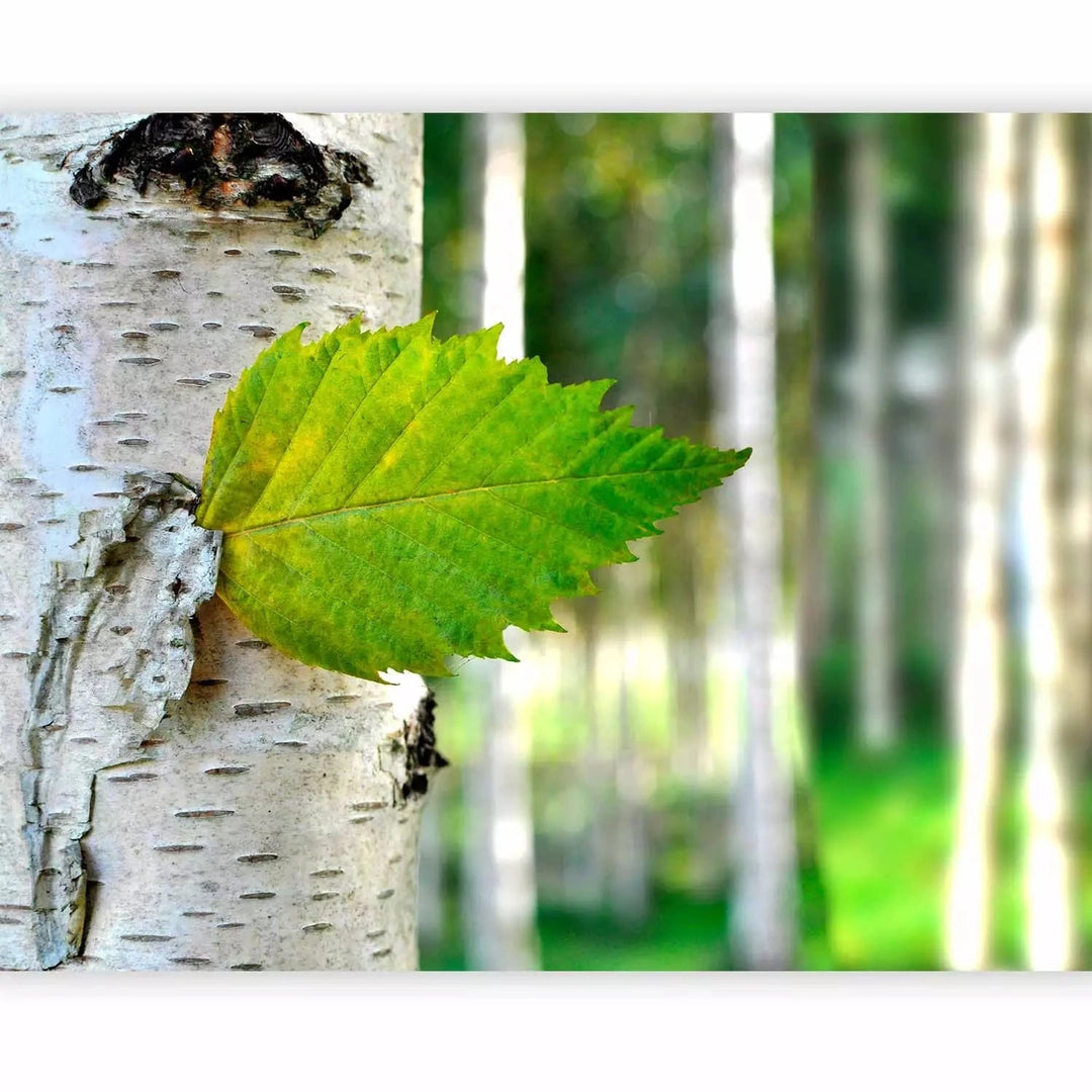 Fototapetes - Spilgta meža ainava ar bērzu un saules stariem G-ART