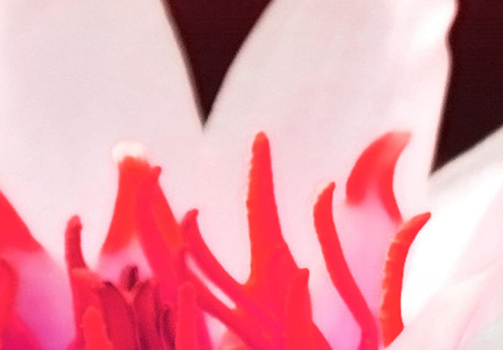 Glezna ar ziediem - Amarantīna lotoss (x5) G-ART