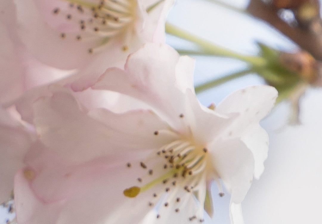 Glezna - ar ābeles ziediem - Pavasaris Japānā, 125848 G-ART.