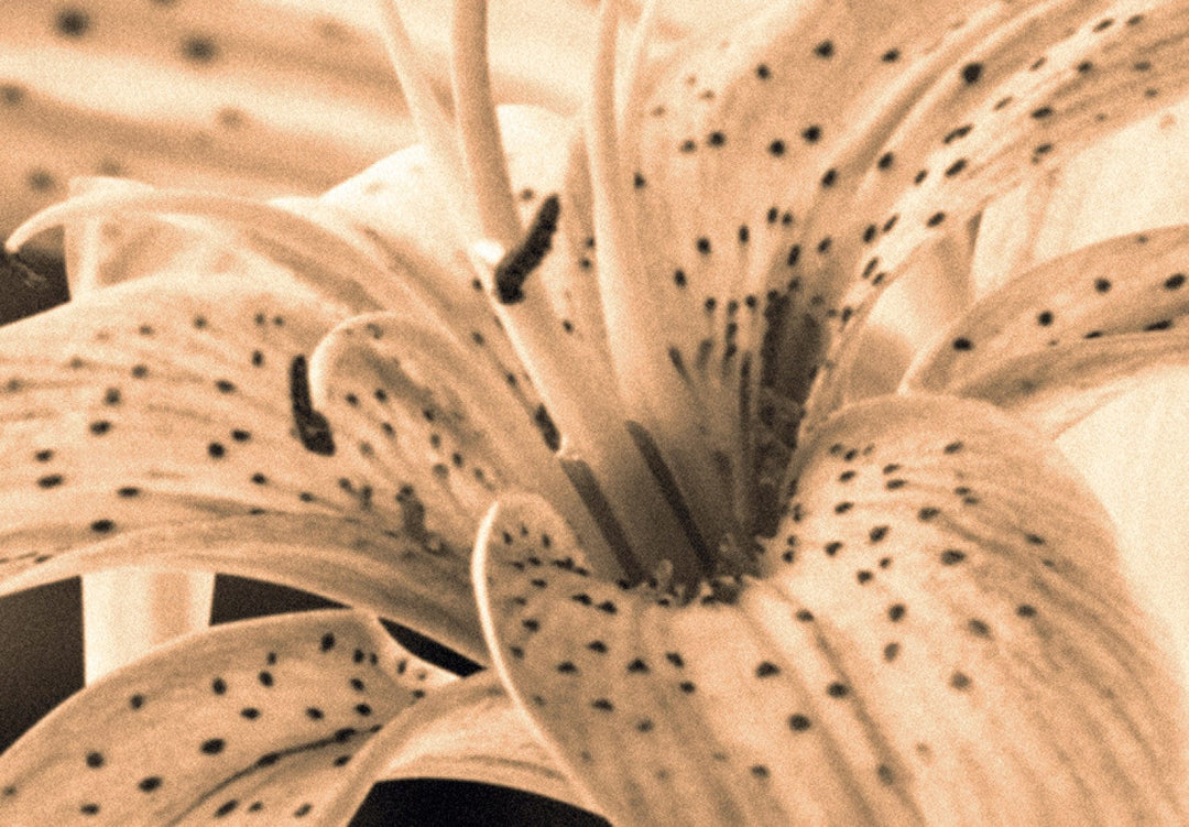 Glezna ar lilijam brūnos toņos - Atmiņu pušķis, 90609 (x5) G-ART