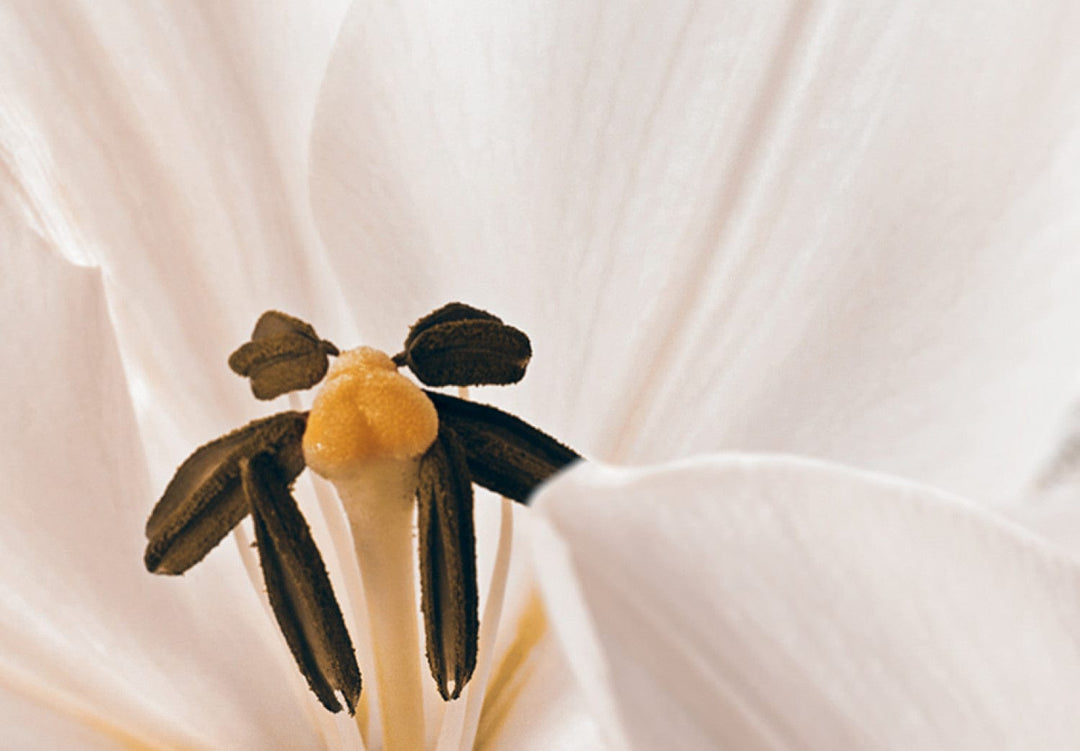 Glezna ar lilijām uz eleganta fona, krēmkrāsa,  - Maiguma dārgums G-ART