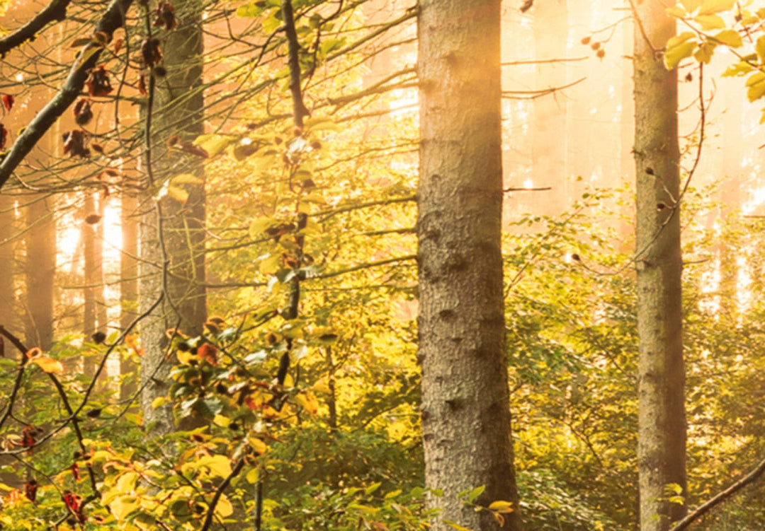 Glezna ar saulainu mežu - Meža burvība - 91573, (x5) G-ART