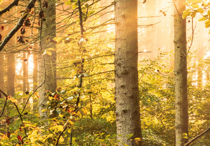 Glezna ar saulainu mežu - Meža burvība - 91573, (x5) G-ART