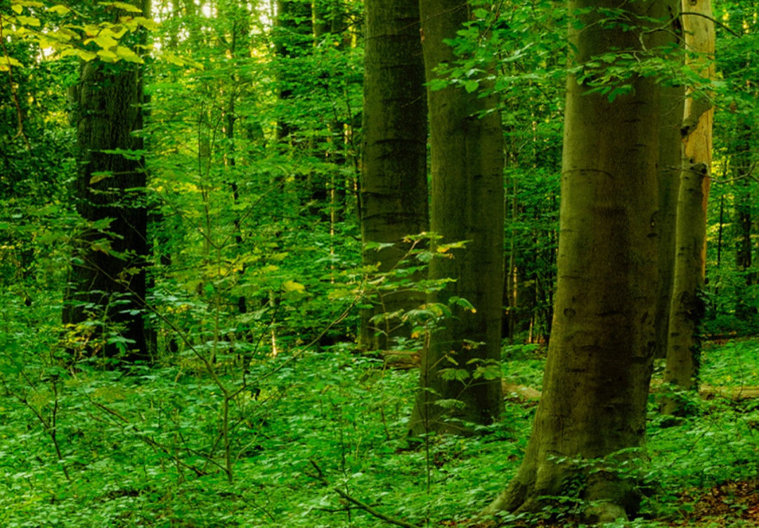 Glezna ar saulainu mežu zaļā krāsā - Meža pasaka, (x5), 94220 G-ART