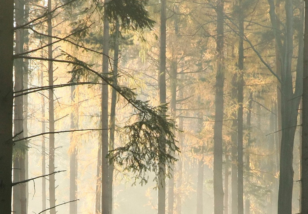 Glezna ar skatu uz mežu no loga - Kluss mežs (x 1), 125009 G-ART.