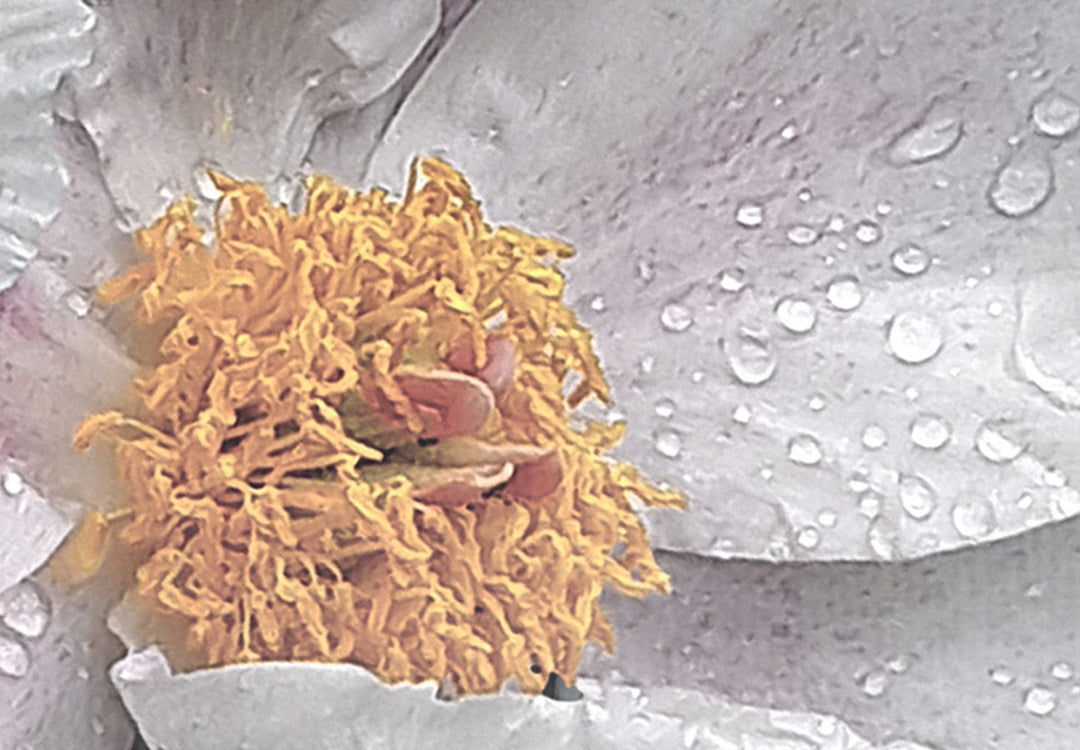 Glezna ar ziediem - Pavasara dārzs, 143500 G-ART