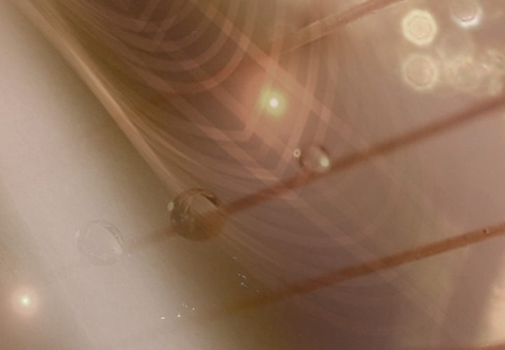 Glezna - Pienenes sepijas krāsā - maigi ziedi dārzā ar rasu, 144517 G-ART