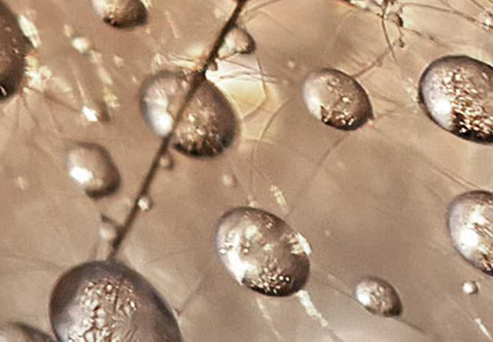 Glezna - Pienenes sepijas krāsā - maigi ziedi dārzā ar rasu, 144517 G-ART