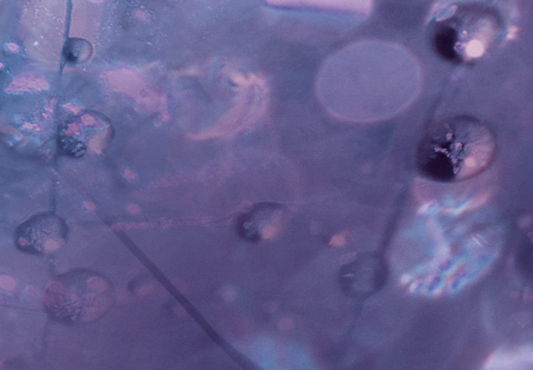 Glezna - Violets dārzs - Pienenes ar violetu nokrāsu, 144574 G-ART