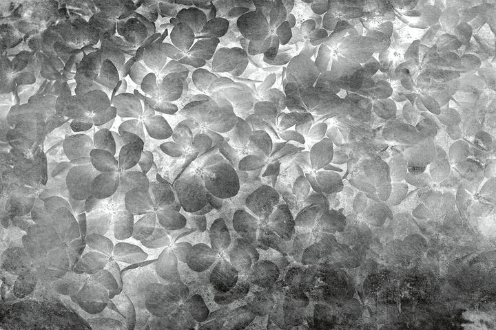 Melnbaltas fototapetes ar ziedošiem ziediem 375x250 cm D-ART