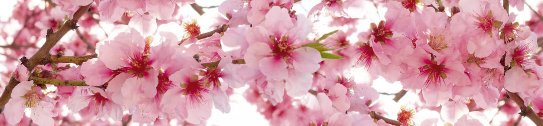 Fototapetes virtuvei ar lamināciju - Ābeles ziedēšana (260x60 cm) Art4home