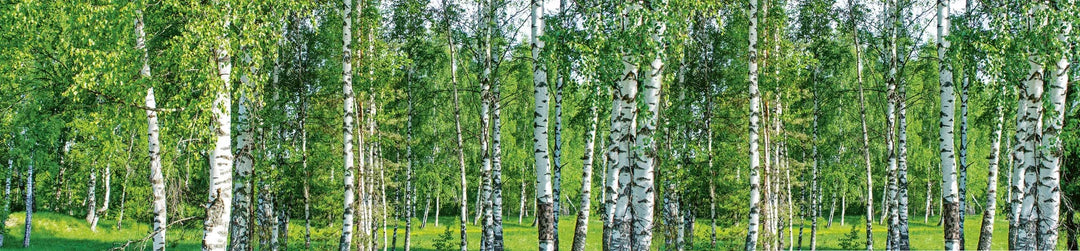 Pašlīmējošas fototapetes ar lamināciju priekš virtuves - Bērzu birzs  (260x60 cm) Art4home