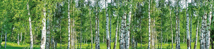 Pašlīmējošas fototapetes ar lamināciju priekš virtuves - Bērzu birzs  (260x60 cm) Art4home