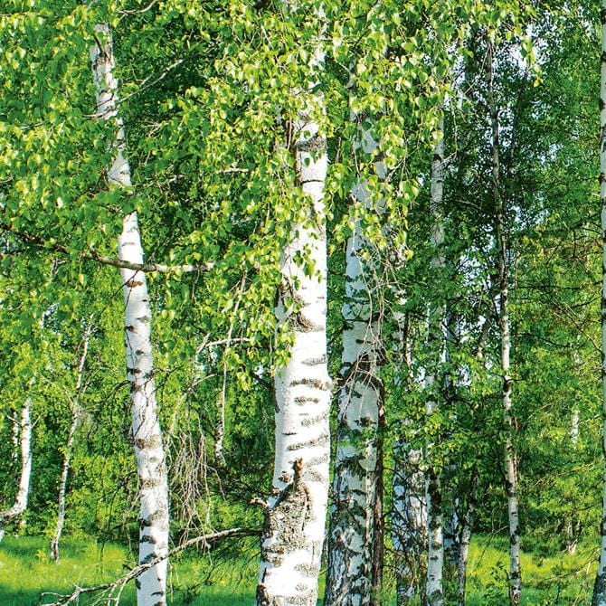 Pašlīmējošas fototapetes ar lamināciju priekš virtuves - Bērzu birzs  (260x60 cm) Art4home