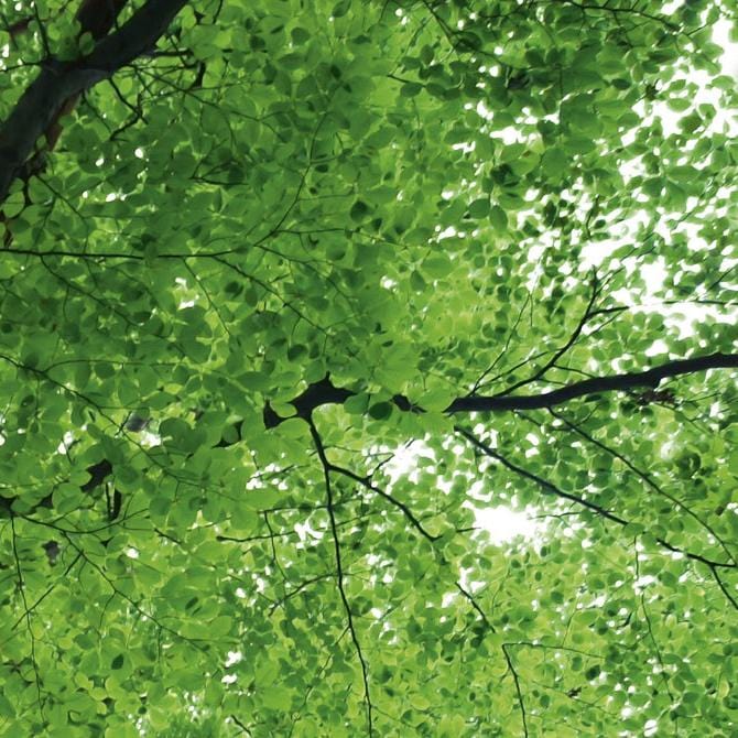 Pašlīmējošas fototapetes virtuvei - Koku galotnes (260x60 cm) Art4home