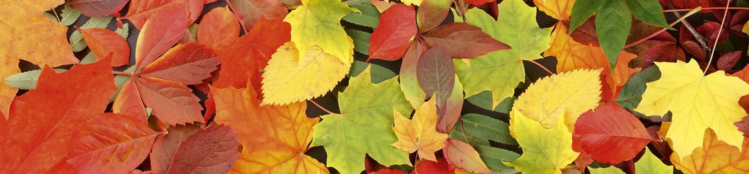 Pašlīmējošas fototapetes virtuvei - Lapas (260x60 cm) Art4home