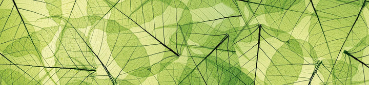 Pašlīmējošas fototapetes virtuvei - Lapu dzīslas (260x60 cm) Art4home