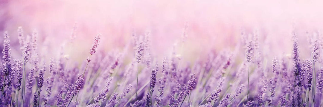 Pašlīmējošas fototapetes virtuvei - Lavanda  (180x60 cm) Art4home
