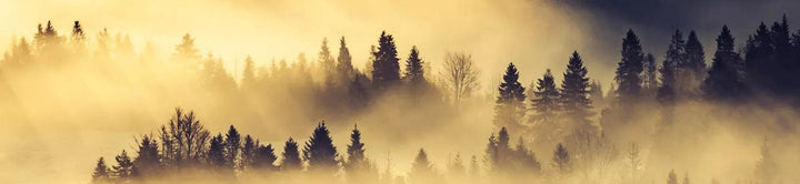 Pašlīmējošas fototapetes virtuvei - Meža ainava (260x60 cm) Art4home