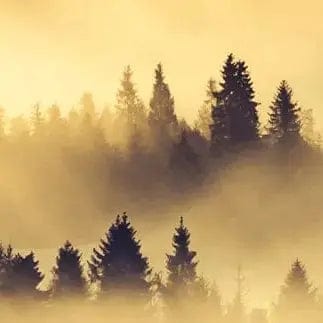 Pašlīmējošas fototapetes virtuvei - Meža ainava (260x60 cm) Art4home