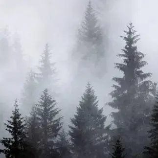 Pašlīmējošas fototapetes virtuvei ar meža rakstu - Migla  (260x60 cm) Art4home