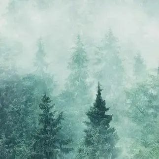 Pašlīmējošas fototapetes virtuvei - Migla mežā (260x60 cm) Art4home