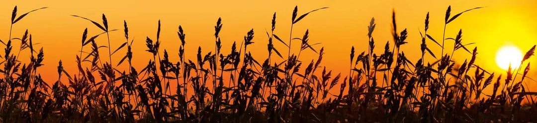 Pašlīmējošas fototapetes virtuvei ar dabas motīvu - Niedres  (260x60 cm) Art4home